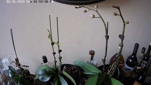 Triple Phalaenopsis Orchid Growing Spike and Blooming 7 Month Time-Lapse смотреть онлайн