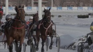 7 КРАСИВЫХ И УДИВИТЕЛЬНЫХ РУССКИХ ПОРОД  ЛОШАДЕЙ