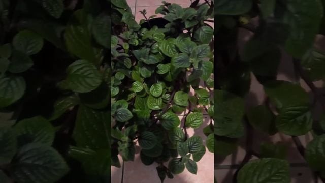 Плектрантус Plectranthus или шоколадница, как размножается? Легко! смотреть в описании