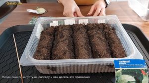 Как Правильно сеять Капусту на рассаду. Разные сорта капусты. @galabum #galabum