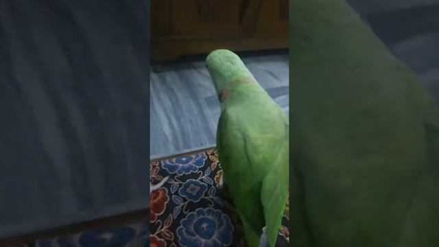 Alexandrine parakeet | Life story of Parrots | Mithu Mian | Indian Ring Neck Parrots in Lahore