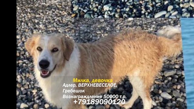 ПРОПАЛА СОБАКА ! МИЛКА АДЛЕР, ВЕРХНЕВЕСЕЛОЕ, ГРЕБЕШОК