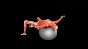 Разведение рук с гантелями лежа на фитболе Stability Ball Fly Dumbbell Flat
