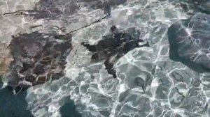 8 день. Мальдивы . Переезд с Фелиду на Фуладу. Кормление скатов и черепах . Обзор острова .