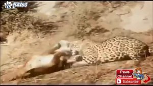 Тигр УБИВАЕТ Пит БУЛЯ!!! ШОК!!! Ягуар против ПУМЫ!!! A tiger KILLS a pit BULL!!! SHOCK!!!