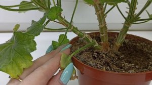 Обрезка ГЕРАНИ весной ПО УЗЛАМ_ обильное цветение на пышном кустике. Будет супер, проверено!