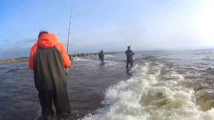 Ловля морской горбуши на побережье Сахалина. Отличный клёв Соломка и Юкола из горбуши