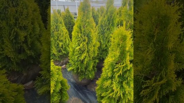 Туя Западная Смарагд Голден смотреть онлайн