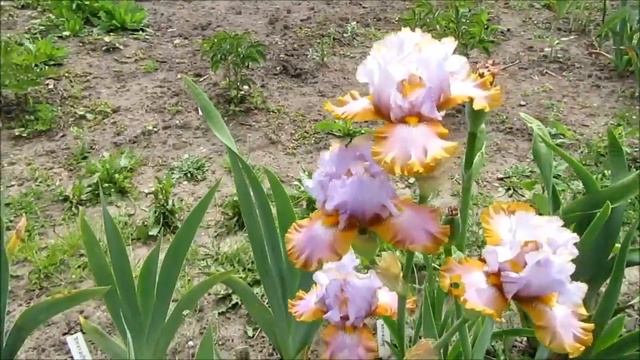 Новинка! Ирис бородатый Гилт Бай Эссосиэйшен (Gilt by Association). Новинка 2015! смотреть онлайн