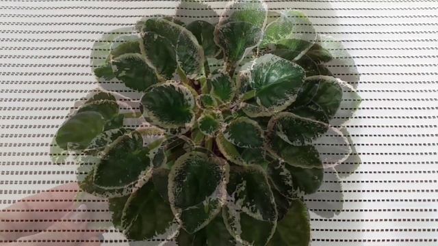 Когда у фиалки нужно удалять листья? Какие листья не нужны фиалкам! Фиалки у Алисы. смотреть онлайн