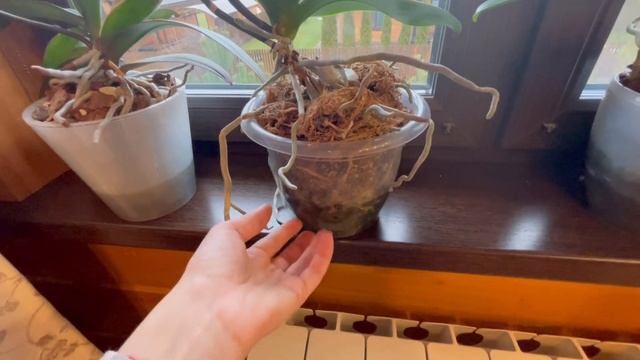 Мои орхидеи на даче на 21.11.2021.?????? смотреть онлайн