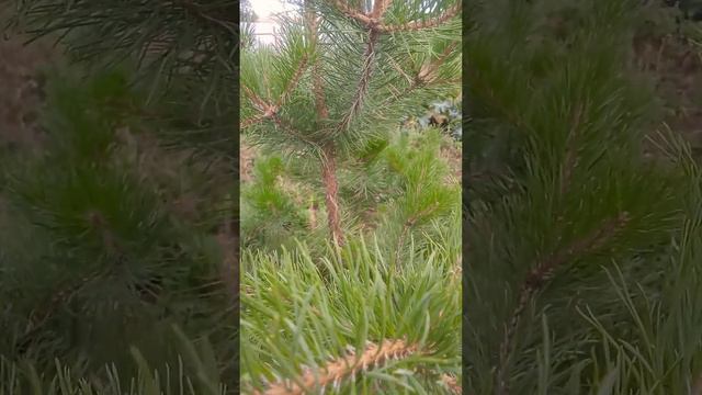 Поем на даче. смотреть онлайн