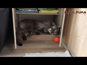Каникулы Мессифация. Messi's vacation