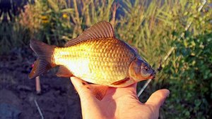 Рыбалка на карася летом! Что любит карась в летнее время.