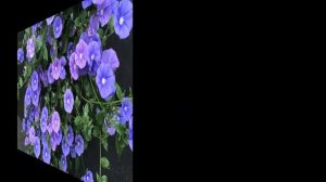 #Конвольвулюс трехцветный или #вьюнок Декоративные #лианы5 #однолетники Декоративные #растения