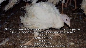 Болезни индюков