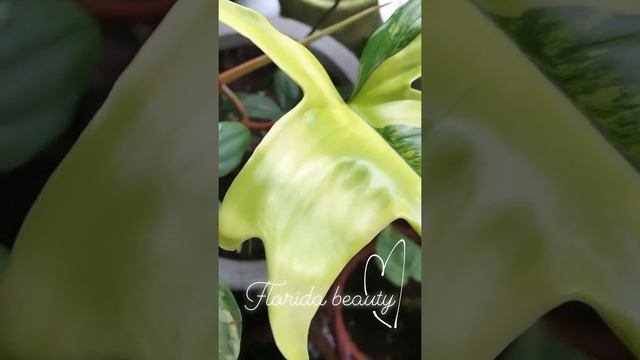 now look at my philodendron Florida beauty philodendron magic mask!