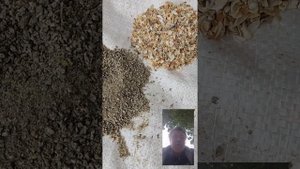 Ракушка для перепелов! Будьте бдительны!