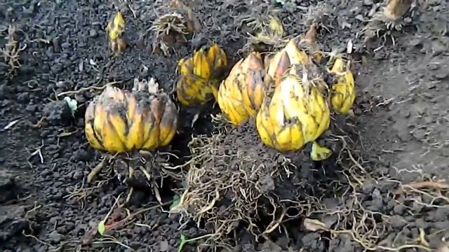 Саранка в саду Деление луковиц смотреть онлайн