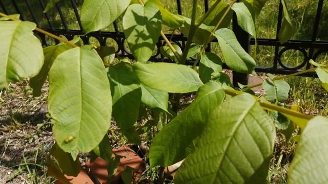 сеянцы и подсаженные грецкие орехи смотреть онлайн