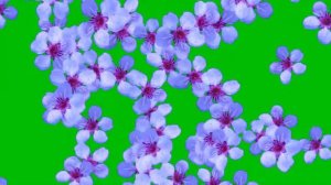 Футаж цветение,Футаж Красивые Цветы,Футаж Фон Цветы,Цветы футаж,футаж переход цветы