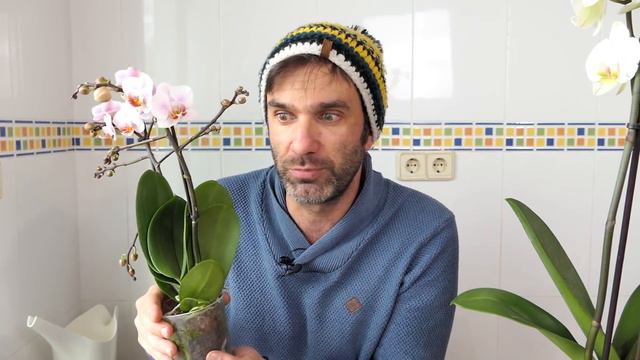 7 CUIDADOS MUY FÁCILES para tener ORQUÍDEAS INCREÍBLES: más floración y duración || en20metros смотреть онлайн