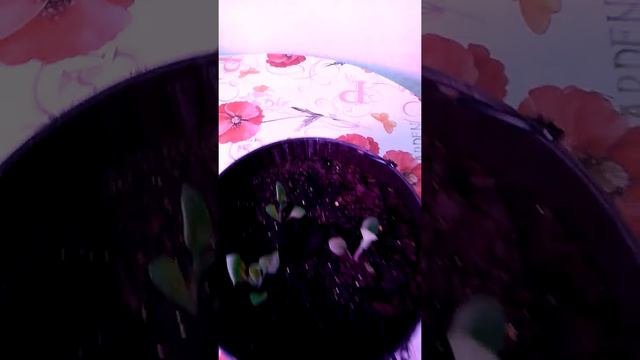Подвесное кашпо  с своими особенностями для петуней