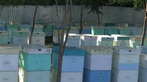 Промышленная пасека семьи Дубовик 2019 .