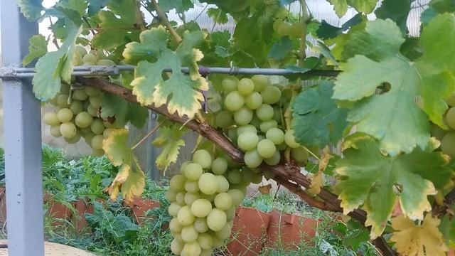 Калининградский виноград. Нельсон. смотреть онлайн