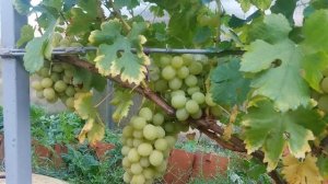 Калининградский виноград. Нельсон.