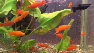 Аквариумные рыбки Меченосцы - Aquarium fish Swordtails.