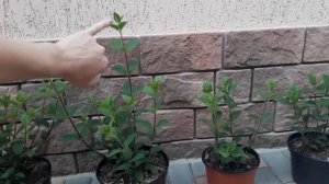 Самарская Лидия гортензия метельчатая