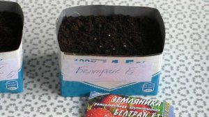 Посев земляники - супер способ! Проверено временем! Сеем землянику под лед!