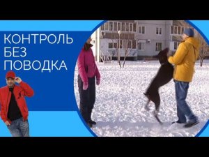 Неуправляемый Доберман(Контроль без поводка)