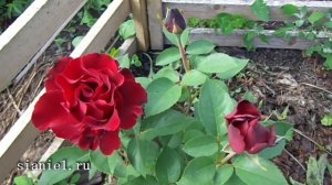 Hommage a Barbara  - французская роза