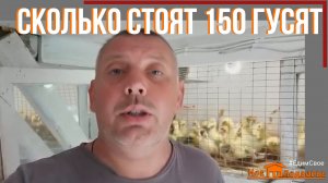 Сколько стоит суточный ГУСЕНОК
