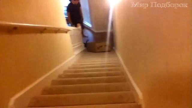 Смешные Животные и Лестницы - Собаки и кошки Против Лестниц смотреть онлайн