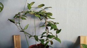 Блиц обзор сорта - хойя Fitchii