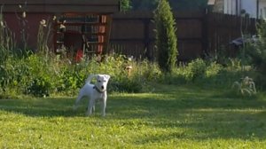 Парсон рассел терьер