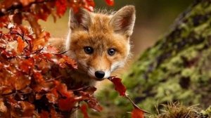 Осень в лесу