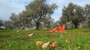 DOGTV Relaxation:  Harmony