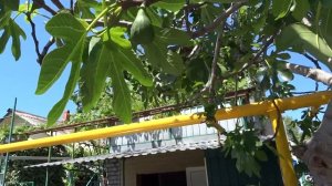 Улица Ушакова в Лазаревском, на первой линии от моря. Май 2016