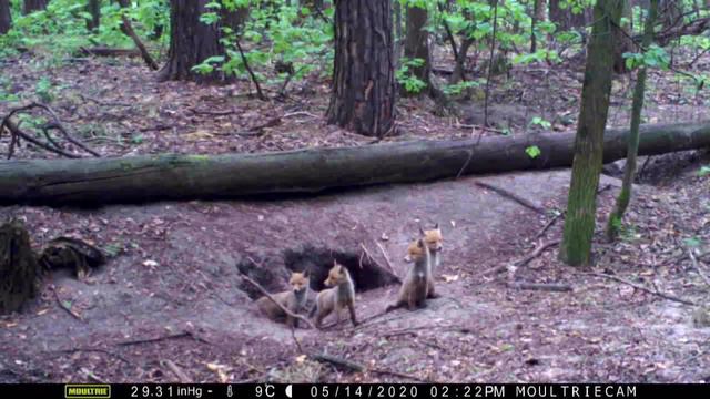 Весна в заповеднике Белогорье смотреть онлайн