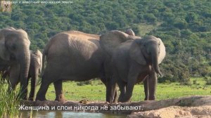 Успокойте свои нервы и будьте спокойны как слоны.