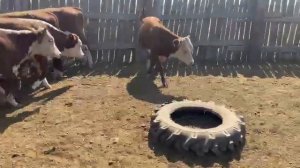 Бычки на откорм на продажу 120голов по 40 тыс