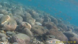 Барракуда.mp4