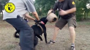 Чёрный терьер и Кане корсо. Отработка рабочих качеств.