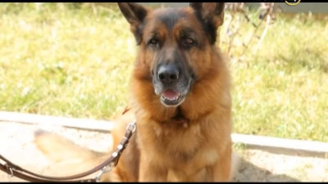 28.02.16 Усы, Лапы, Хвост! смотреть онлайн