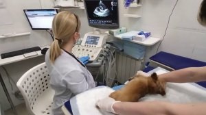 Эхокардиография (ЭХОКГ) у собаки.