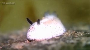 Морские обитатели: Морской слизень